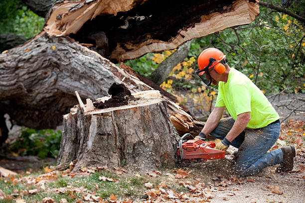 Leaf Removal Services in Vidor, TX